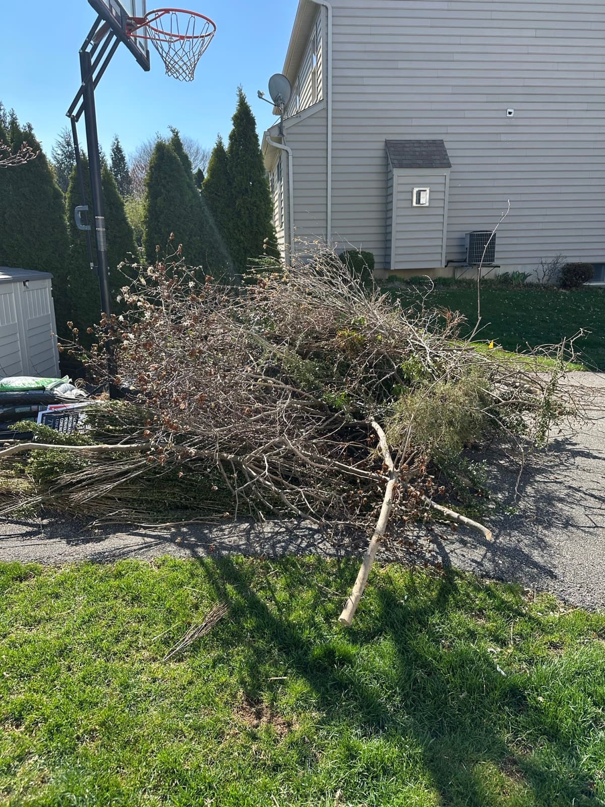 Cut branches and hedge trimmings piled along the driveway edge by a basketball hoop — The Junk Lord, York County PA