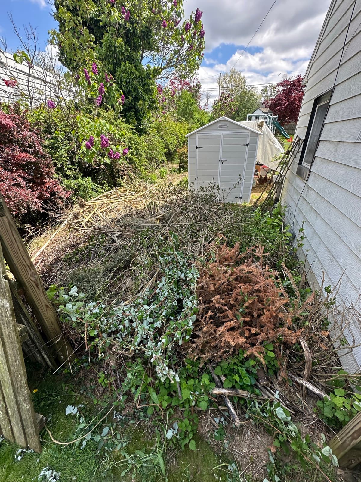 Overgrown brush next to a small shed before a Junk Lord cleanup in York County, PA